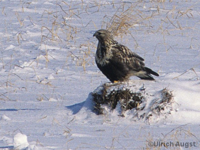 Raufußbussard im Schnee