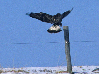 Raufußbussard im Landeanflug