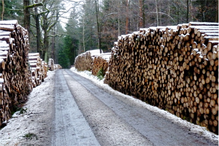 Holzstapel an der Wildwiese