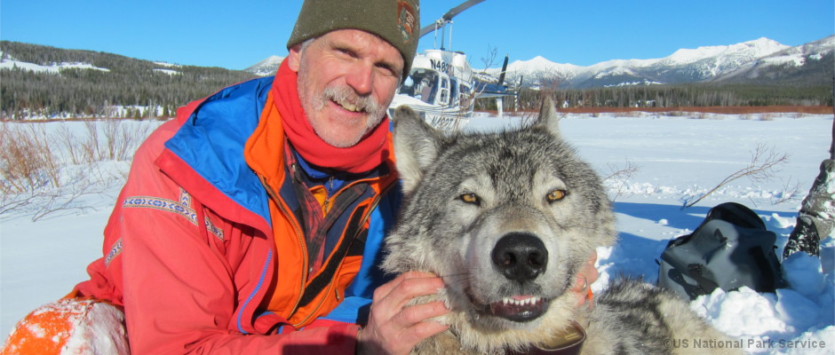 Wildbiologe Douglas Smith mit einem Wolf im Yellowstone National Park