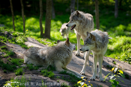 Wolfsfamilie in Kanada