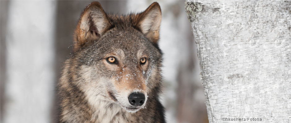 Ein Wolf neben einer Birke