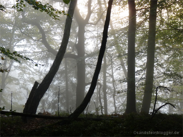 Nebel überm Polenztal