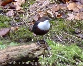 Wasseramsel am Bachufer