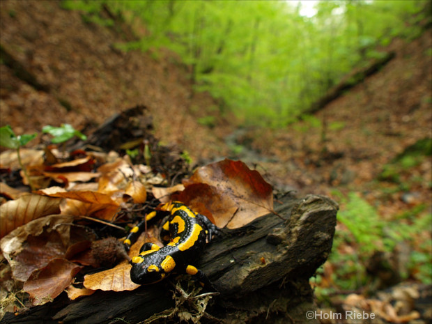 Feuersalamander im Laubwald