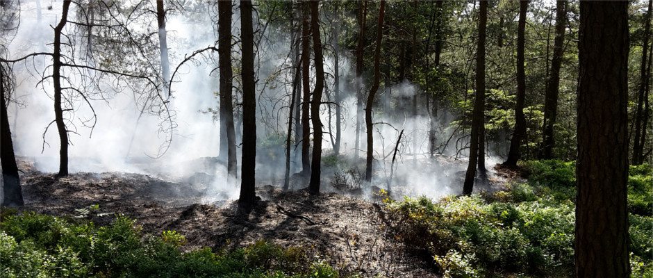 Waldbrand in einem Riffwäldchen