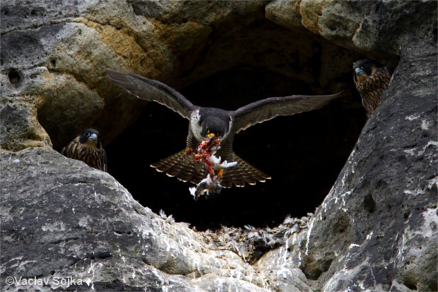 Wanderfalken bei der Fütterung