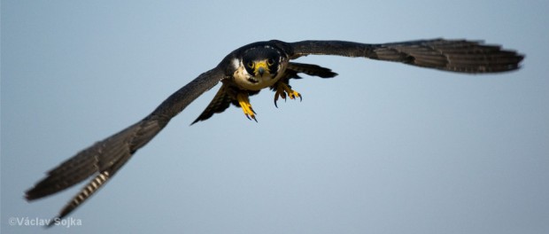 Wanderfalke im Flug