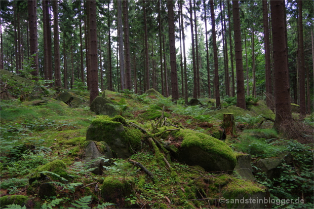 Waldboden voller Felsblöcke