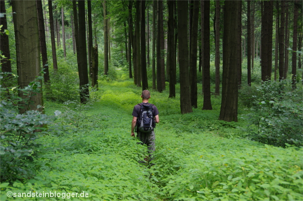 Wo der letzte Weg im Hohwald endet