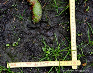 Wolfsspur im Schlamm