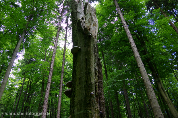 Abgestorbener Baum