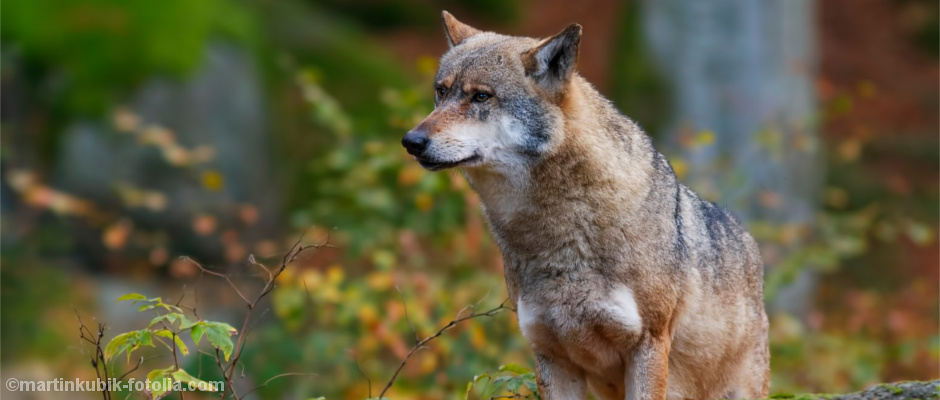 Wolf im Wald