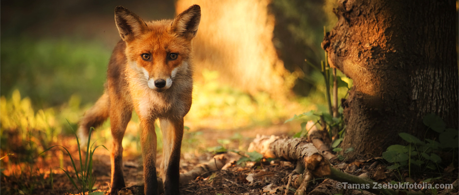 Ein neugieriger Rotfuchs