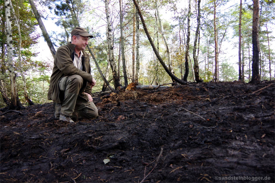 Ranger hockt auf der Waldbrandfläche