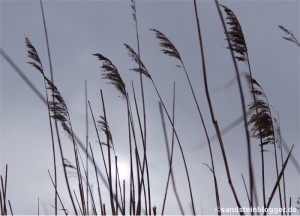 Schilf im Gegenlicht