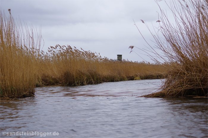 Seitenarm der Peene