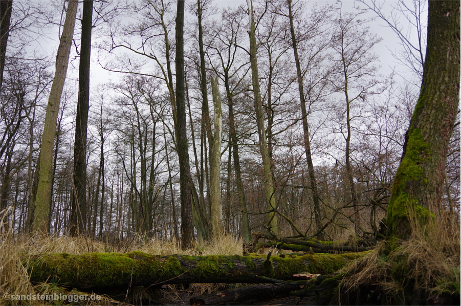 Urwald an der Peene