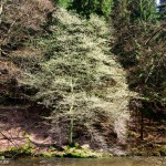 Hainbuche in voller Blüte