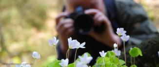 Kleeblüten im Polenztal