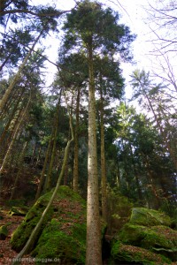 Weißtanne im Polenztal