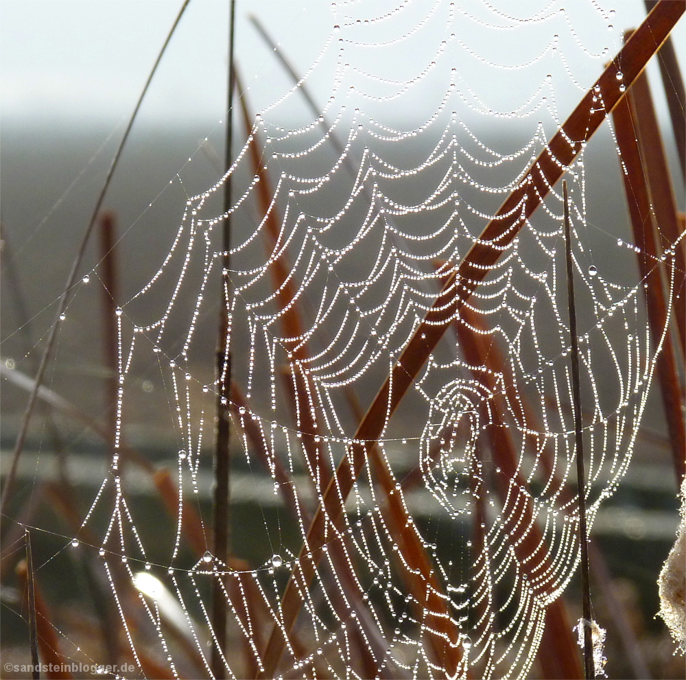 Spinnennetz mit Tautropfen