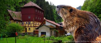 Biber vor dem Gasthaus Buschmühle