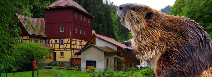 Biber vor dem Gasthaus Buschmühle