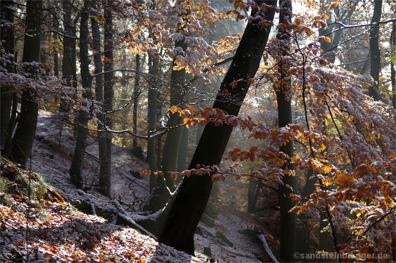 Schnee im Wald am Lilienstein