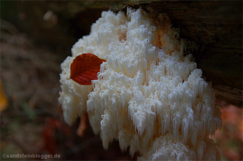 Pilz in der Kirnitzschklamm