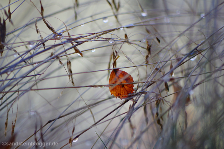 Regen im Gras