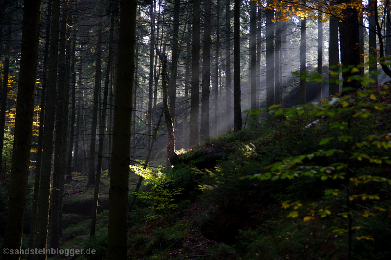 Sonnenstrahl im dunklen Wald