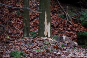 biber_nagespur_3_c_sandsteinblogger