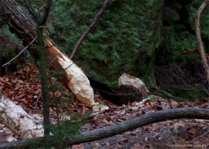 Typische Fraßspur eines Bibers, angenagter Baumstamm