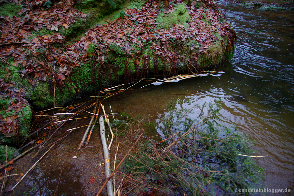 Felsblock im Bach, vielleicht ein Biberversteck