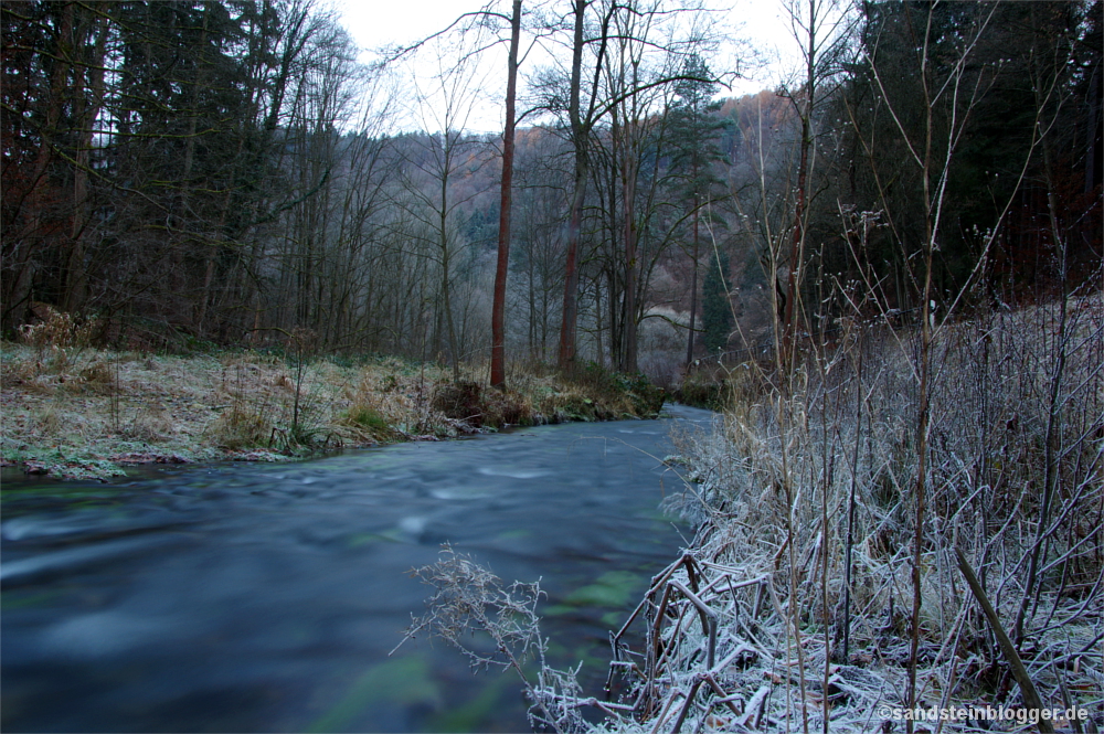 Raureif auf Gräsern am Ufer des Kirnitzsch-Bachs