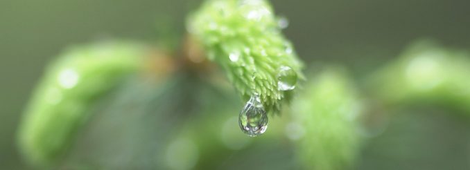 Regentropfen an einem Fichtenzweig