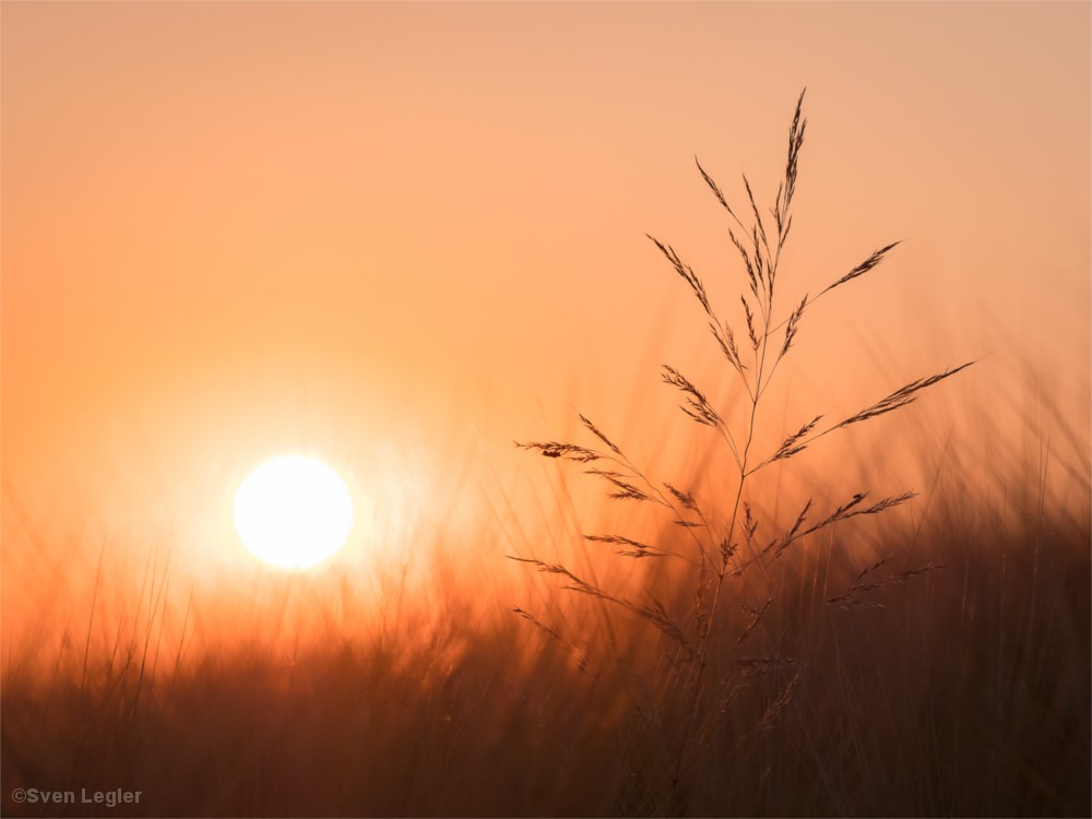 Wiesengräser im Abendlicht