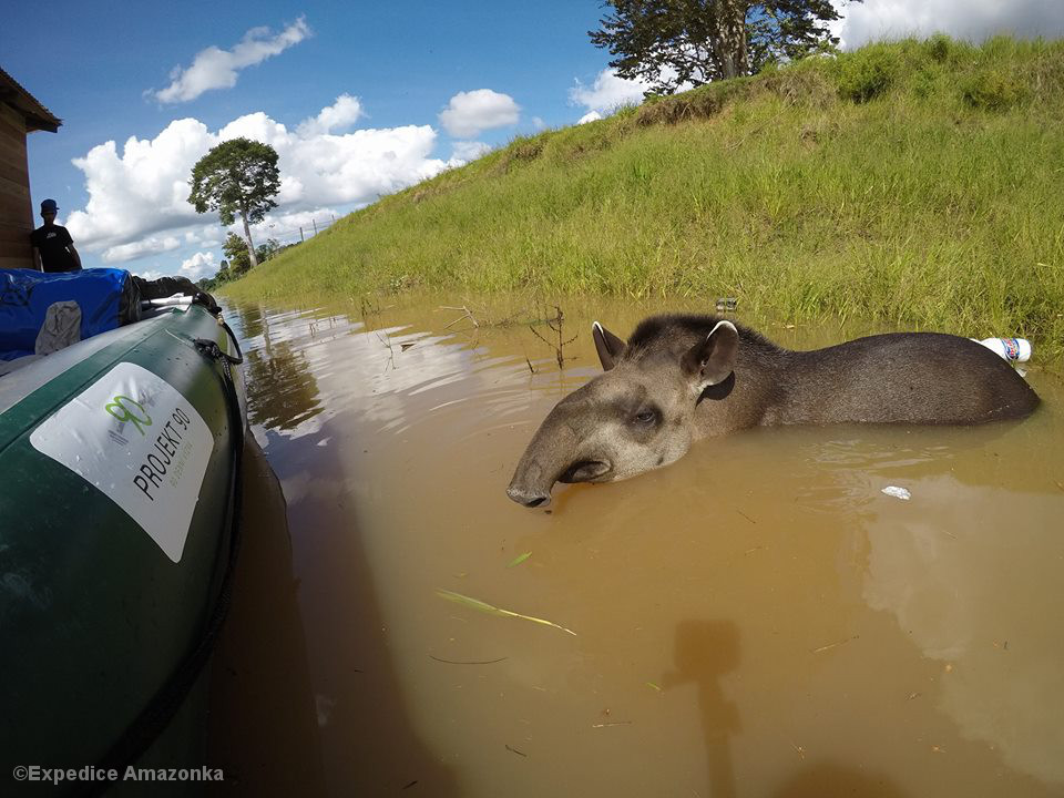 Tapir in Ufernähe