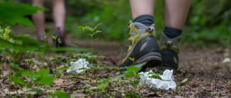 Papiertaschentücher am Wanderweg