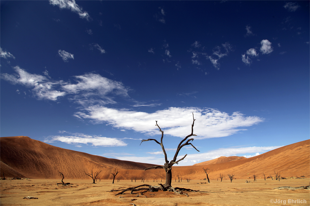 Wüste mit toten Bäumen