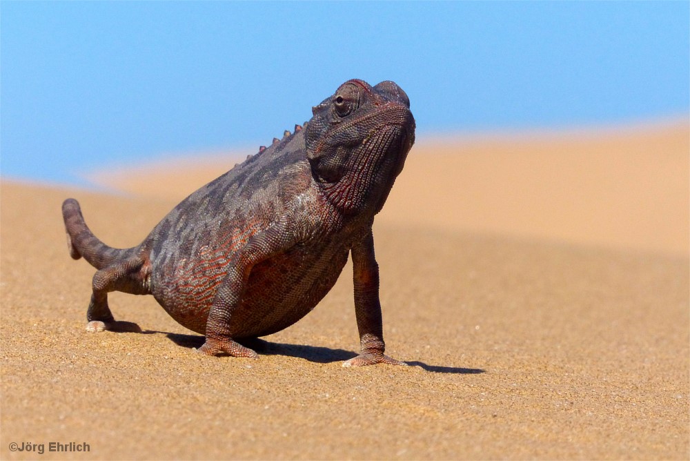 Chamäleon auf Sanddüne