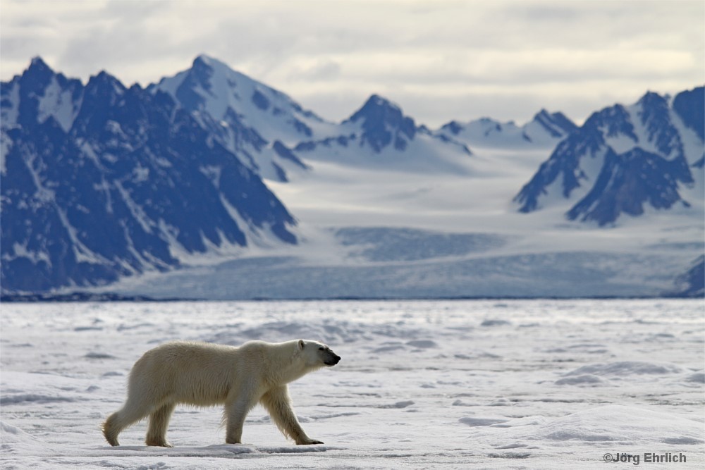 Eisbär vor Gletscherlandschaft