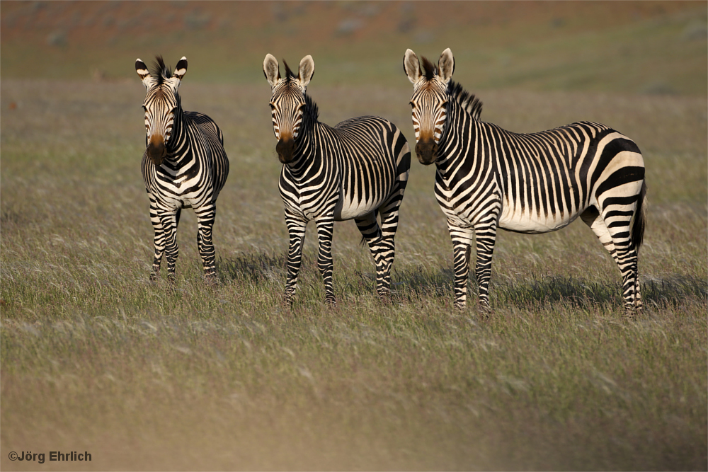 Zebras im Detail, Damaraland