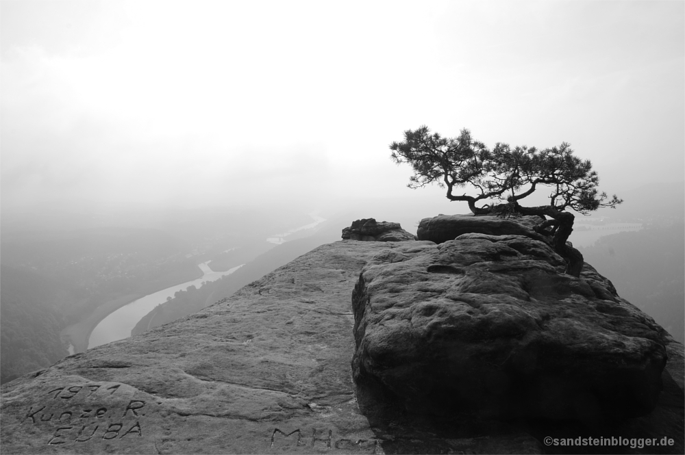 Nebel, Kiefer, Felsen