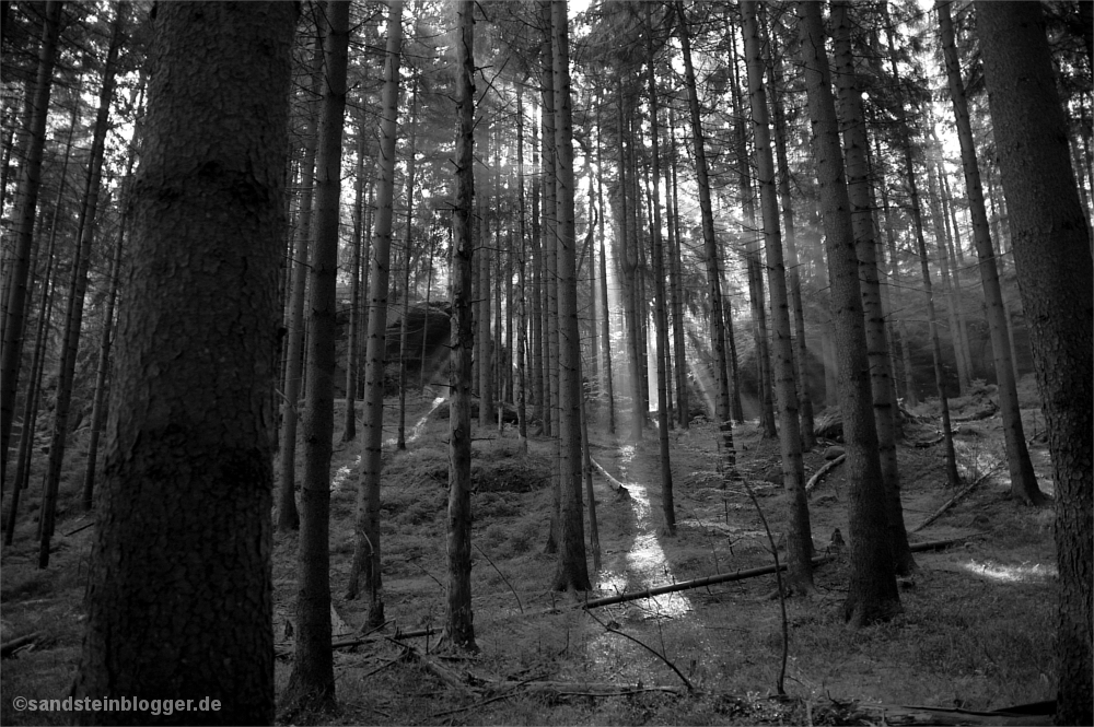 Sonnenstrahlen im Wald