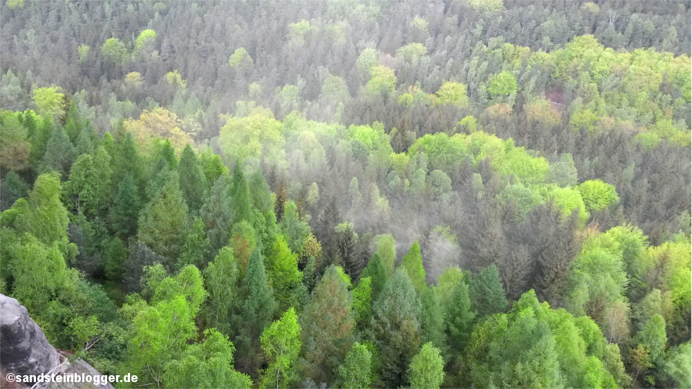 Pollenwolke überm Wald