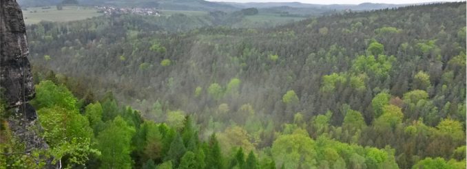 Wolken von Fichtenpollen