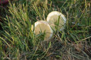 Zwei Zitronenhälften im Gras