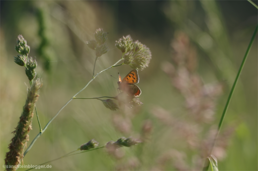 Schmetterling zwischen Gräsern